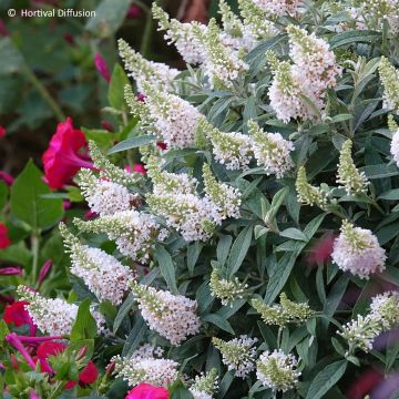 Buddleja davidii Tiny Buddy White - Butterfly bush