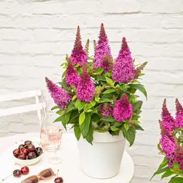 Buddleja x davidii Butterfly Candy® Little Cerise - Butterfly Bush