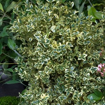 Buxus sempervirens Elegans - Boxwood