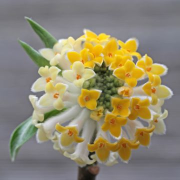 Edgeworthia chrysantha Winter Liebe - Paperbush