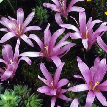 Bulbocodium vernum