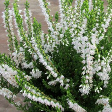 Calluna vulgaris Spring Cream - Heather