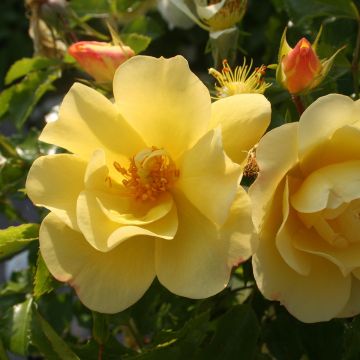 Rosa x floribunda Decorosier Celina Noason - Shrub Rose