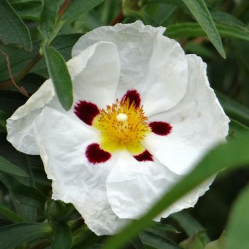 Cistus aguilarii Maculatus