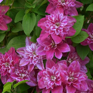 Clematis  My Darling