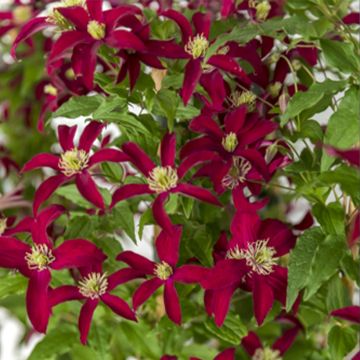 Clematis Glorious Red
