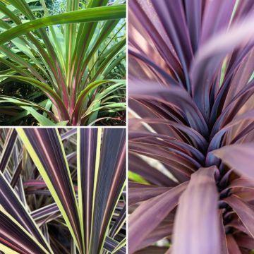 Decorative trio of Cordyline in one pot