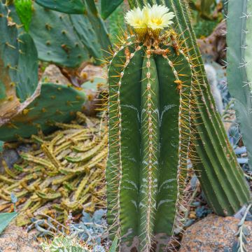 Astrophytum ornatum - Star cactus
