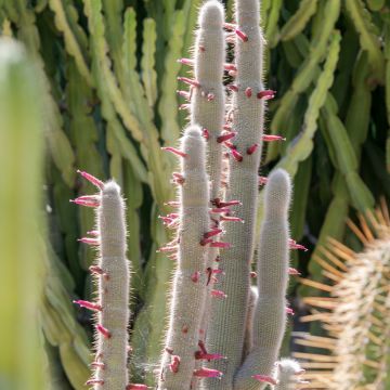 Cleistocactus strausii - Silver torch