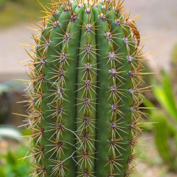 Echinopsis atacamensis subsp. pasacana - Columnar cactus