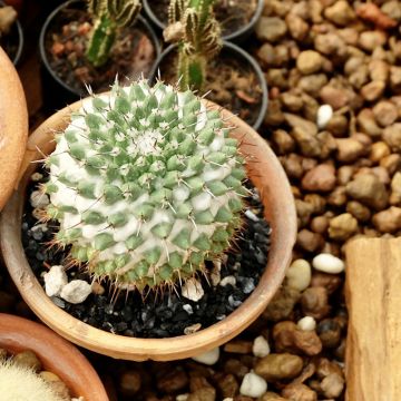 Mammillaria polythele 'Toluca' - cactus