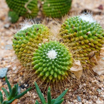 Mammillaria spinosissima Un Pico - Cactus