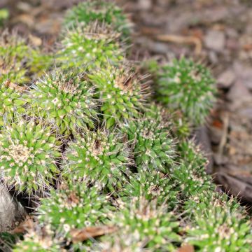 Mammillaria compressa - Mother of hundreds cactus