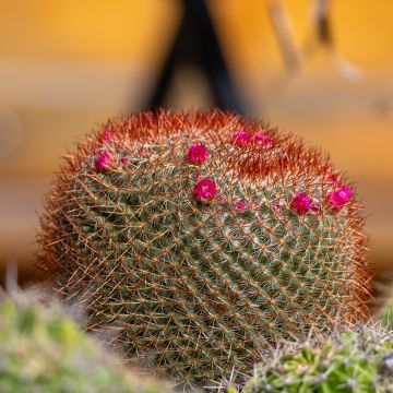 Mammillaria ernestii rubrispina - cactus