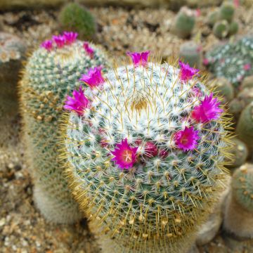 Mammillaria hahniana - Old lady cactus