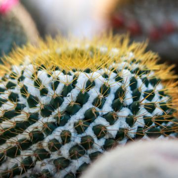 Mammillaria marksiana - cactus