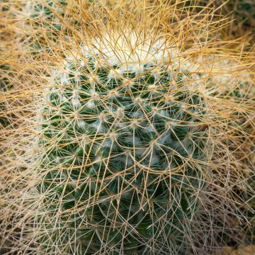 Mammillaria rhodantha subsp. pringlei - lemon ball cactus