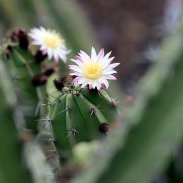 Polaskia chende - cactus