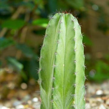 Polaskia chichipe - cactus