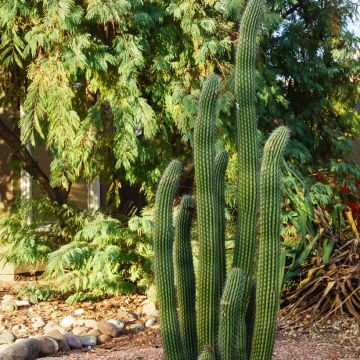 Stenocereus griseus - Cactus 