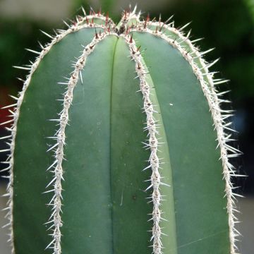 Stenocereus marginatus - Organ pipe cactus