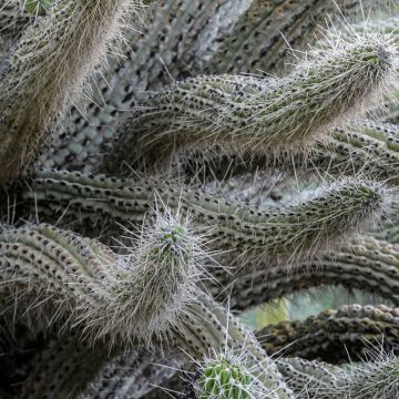 Stetsonia coryne - Toothpick cactus