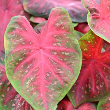 Caladium Casey - Elephant ear