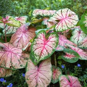 Caladium Cherry Blossom