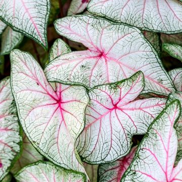 Caladium Fantasy