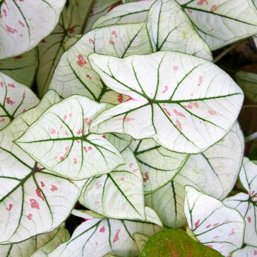 Caladium Kelly - Elephant ear