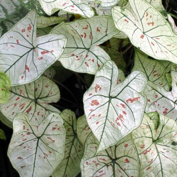 Caladium Strawberry Star