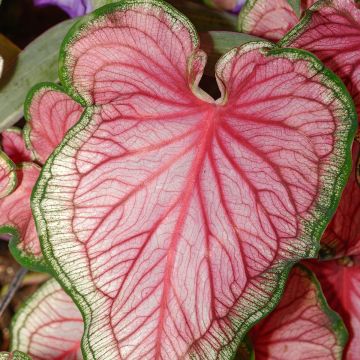Caladium Lucia - Elephant ear