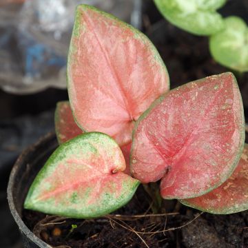Caladium Maculatum - Elephant ear
