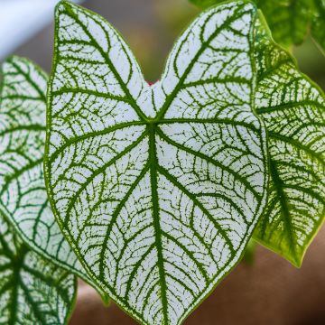 Caladium Pliage - Elephant ear