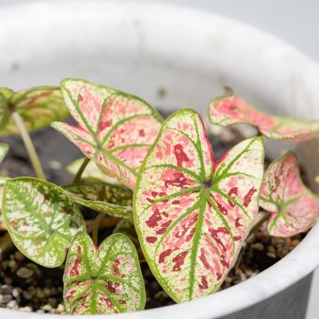 Caladium Purple Light - Elephant ear