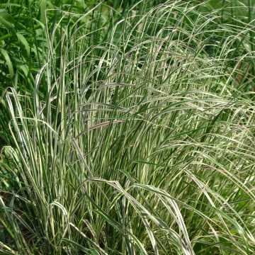 Calamagrostis acutiflora Overdam - Feather Reed Grass