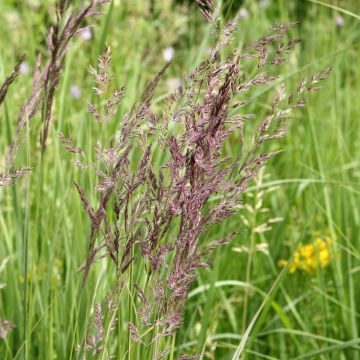 Calamagrostis acutiflora Overdam - Feather Reed Grass