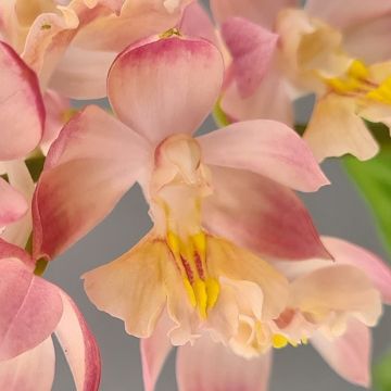 Calanthe Arizona Dream - Garden orchid