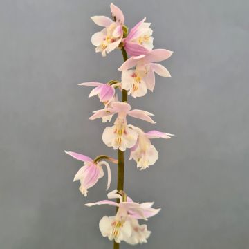 Calanthe Pink & Cream - Garden orchid