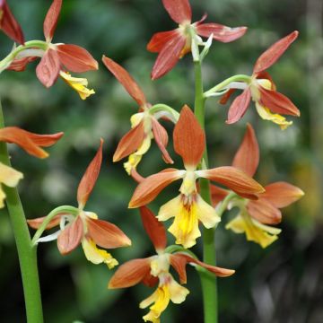 Calanthe discolor Takane - Christmas Orchid