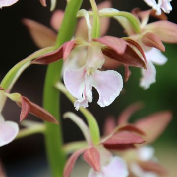 Calanthe discolor