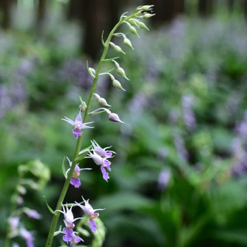 Calanthe reflexa - Garden orchid