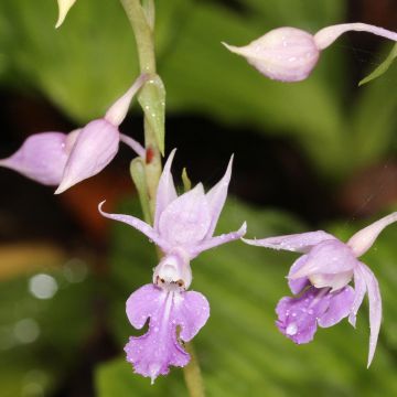 Calanthe reflexa - Garden orchid