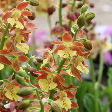 Calanthe tricarinata - Garden orchid