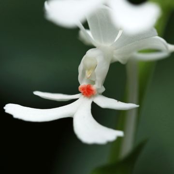 Calanthe triplicata - Orchidée vivace