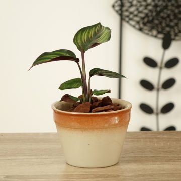 Calathea ornata Beauty Star - Plante paon, Calathéa