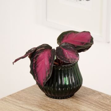Calathea picturata Crimson