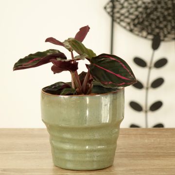 Calathea roseopicta Dottie - Plante paon, Calathéa
