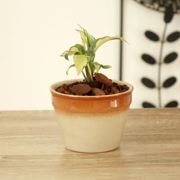 Calathea lietzei Yellow Fusion