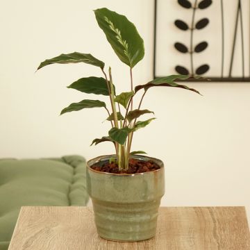 Calathea louisae Maui Queen - Plante paon, Calathéa